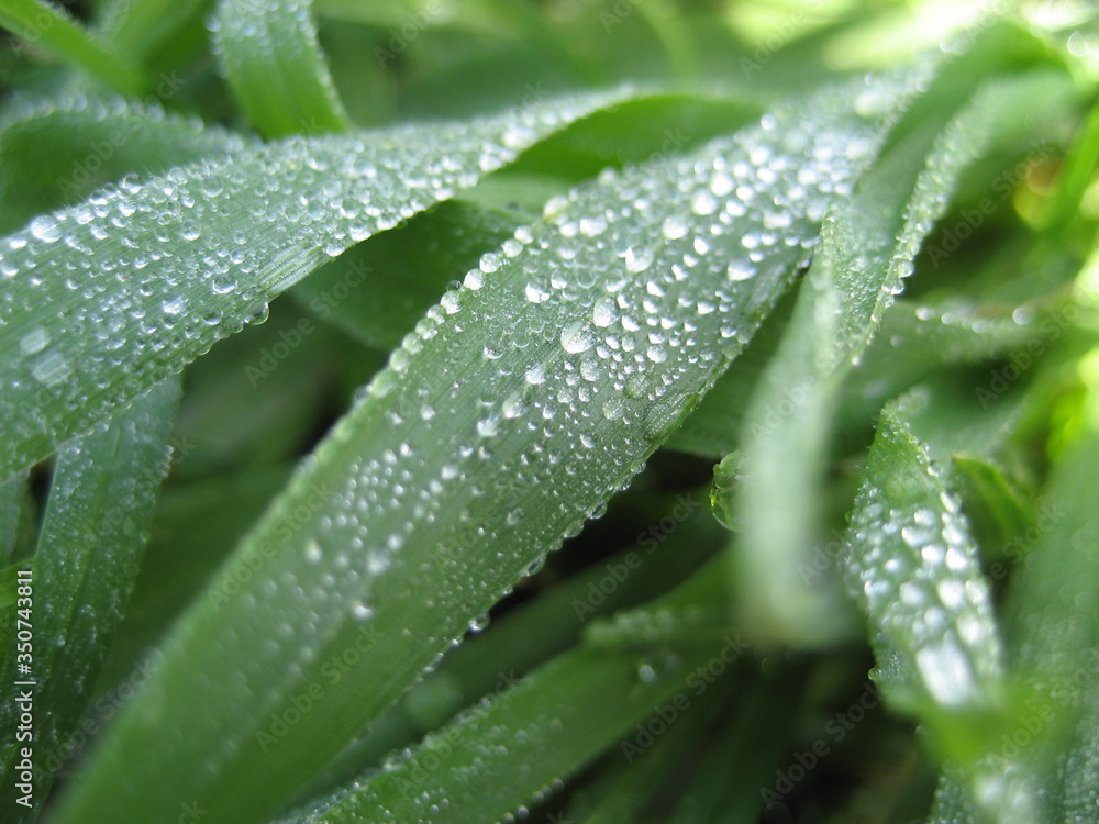 dew on a leaf dew on a leaf