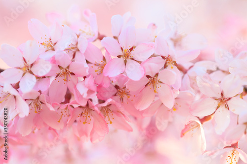 Fototapeta Naklejka Na Ścianę i Meble -  Closeup of cherry blossom in Japanese park