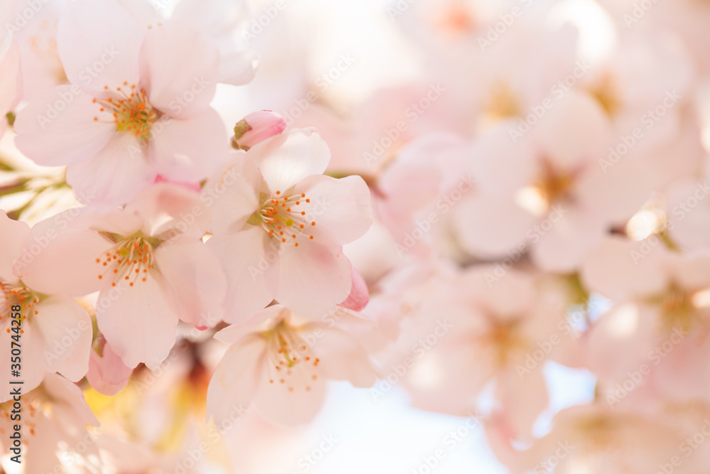 Closeup of cherry blossom in Japanese park