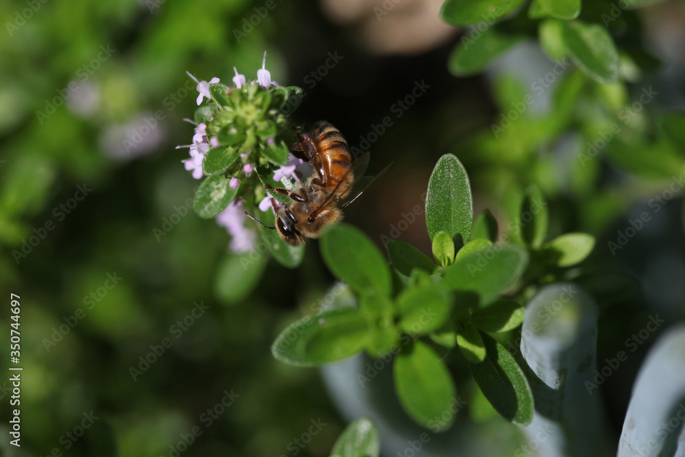 bee on a flower bee on a flower