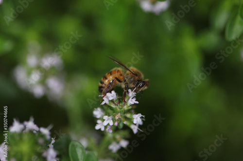 bee on a flower © Isaac Gindi