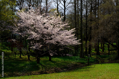 桜の咲く午前の風景・大阪豊中、服部緑地 photo