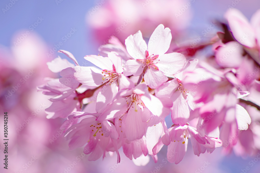 桜、sakura、サクラ：枝垂桜　shidarezakura