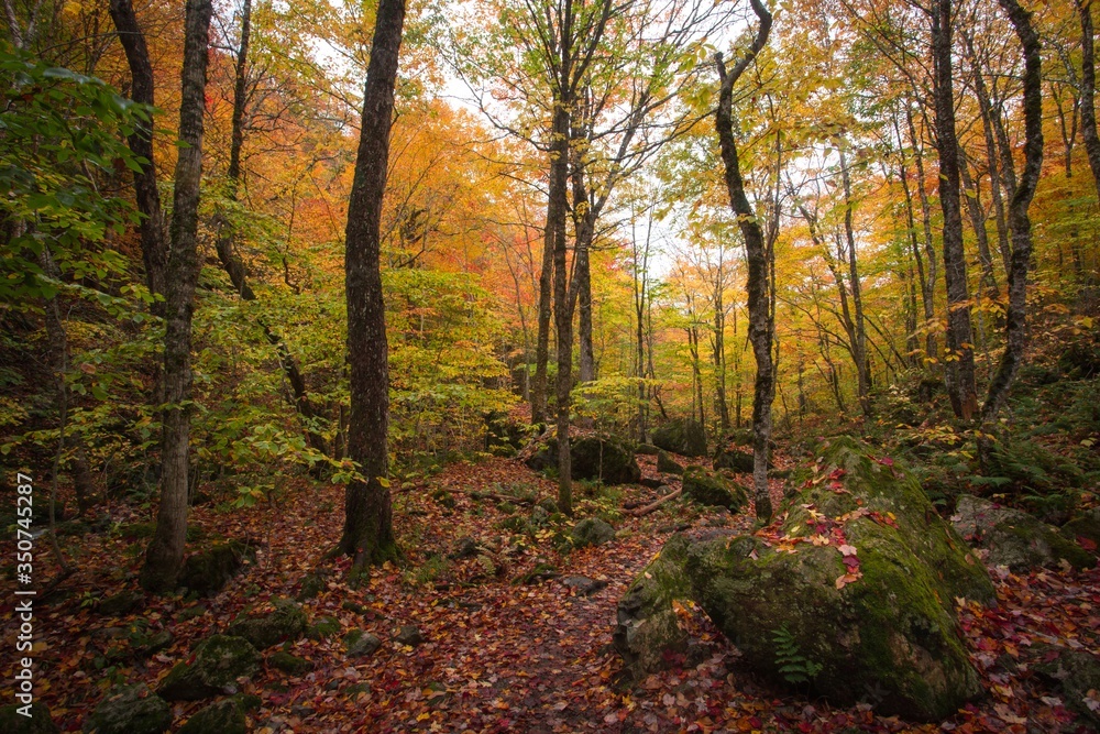 Beautiful scenery of dense multi colored deciduous trees, autumn fall foliage colors inside Uisge Bahn Provincial Park, Cape Breton. Autumn colors of Cape Breton, Nova Scotia