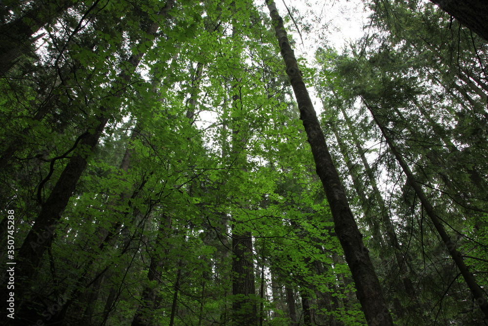 Obraz premium green forest in the morning