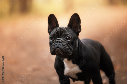 dog on nature in the park. black english bulldog. Pet for a walk © annaav