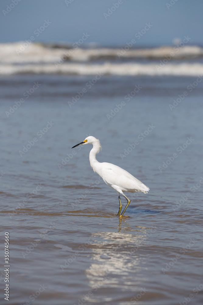 Heron Bird Heron Bird