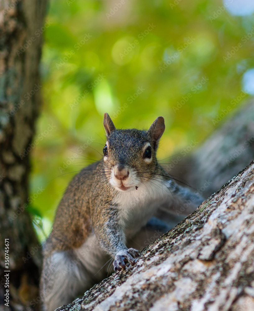 Wild city squirrel looking for food 6 Wild city squirrel looking for food 6