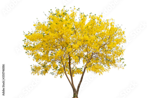 beautiful tree Cassia fistula and yellow flowers isolated on white background