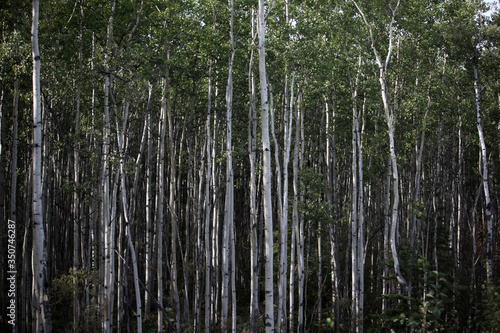 green bamboo forest