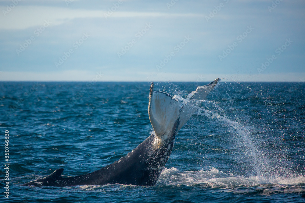 Fototapeta premium Humpback whale jumping out of the ocean water and splashing, Bay of Fundy, Atlantic Ocean