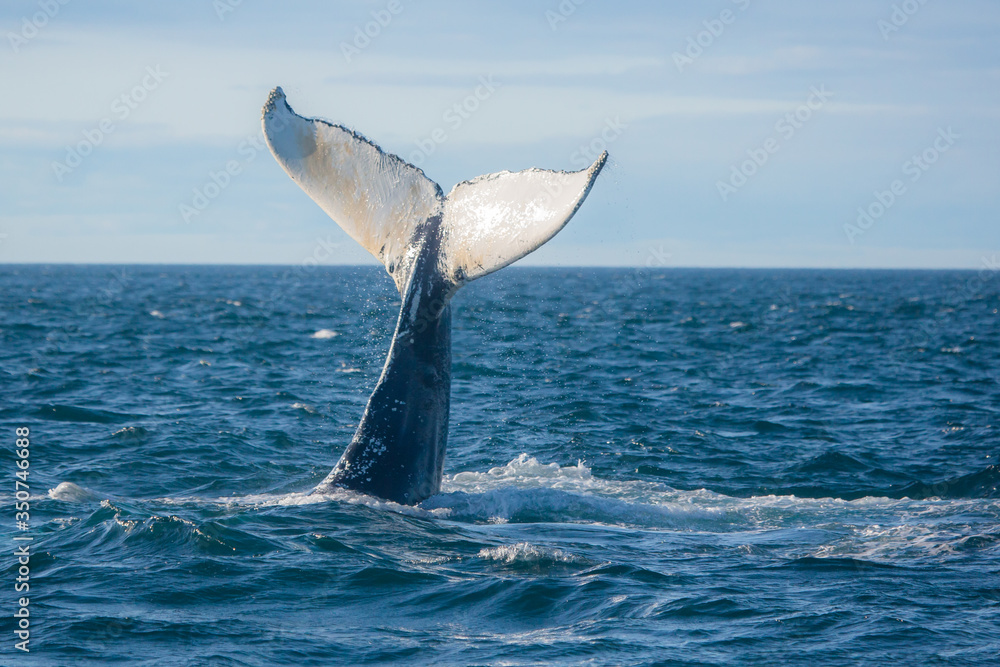 Fototapeta premium Humpback whale jumping out of the ocean water and splashing, Bay of Fundy, Atlantic Ocean