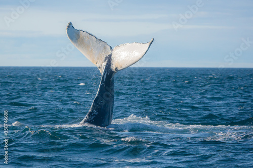 Humpback whale jumping out of the ocean water and splashing, Bay of Fundy, Atlantic Ocean