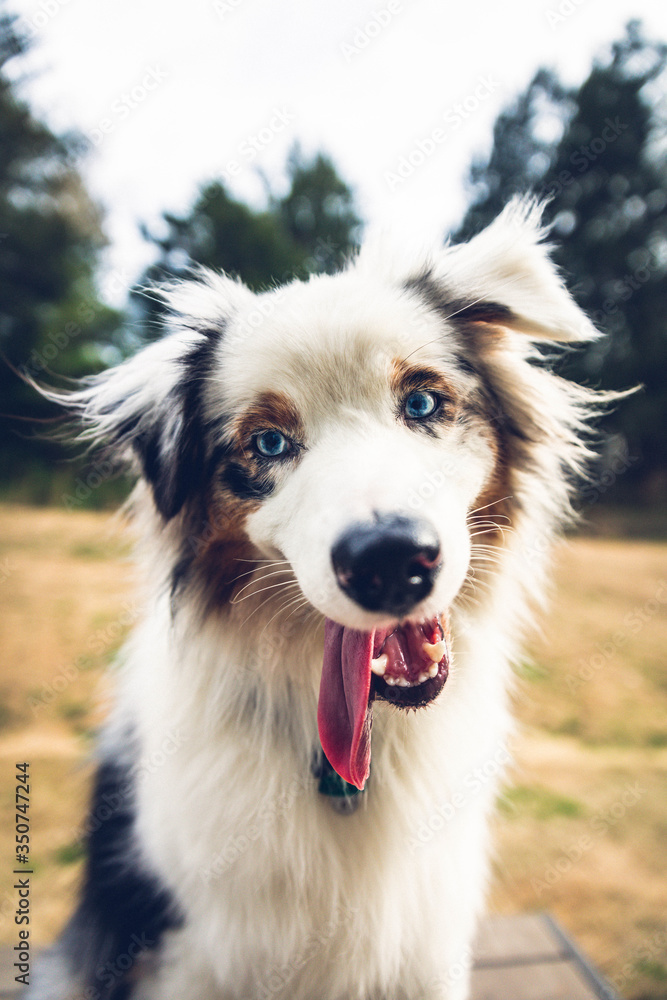 portrait of dog Australian shepherd blue merle