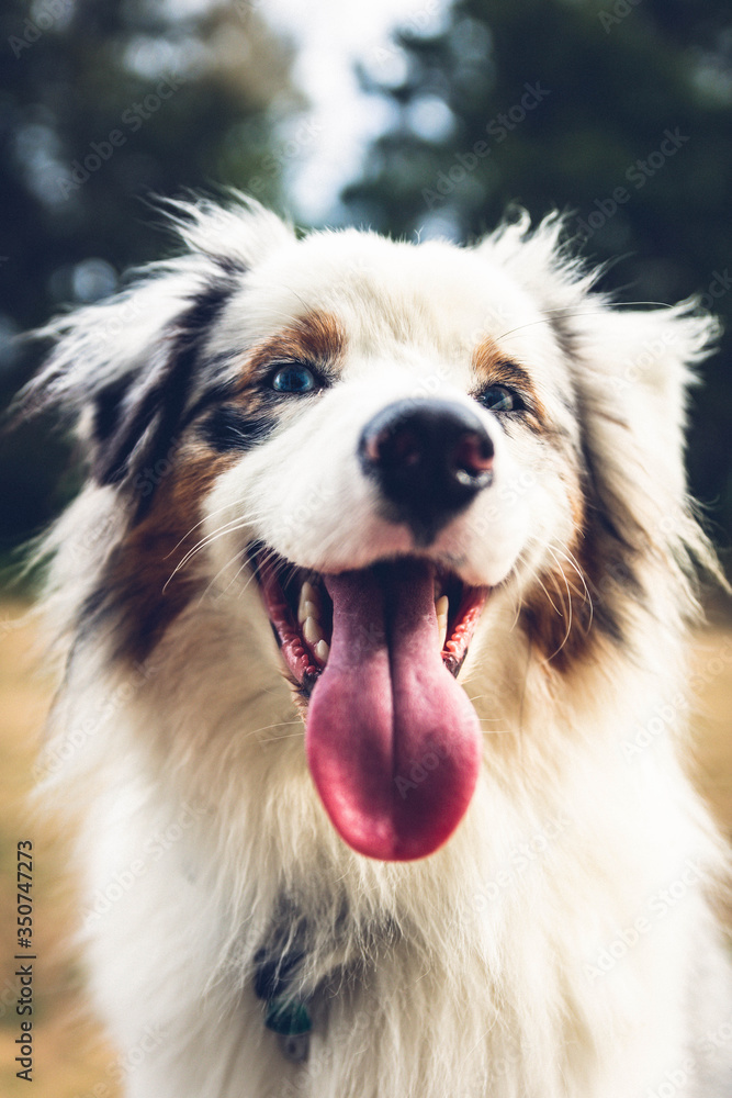 portrait of dog Australian shepherd blue merle