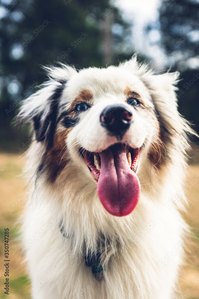 portrait of dog Australian shepherd blue merle portrait of dog Australian shepherd blue merle