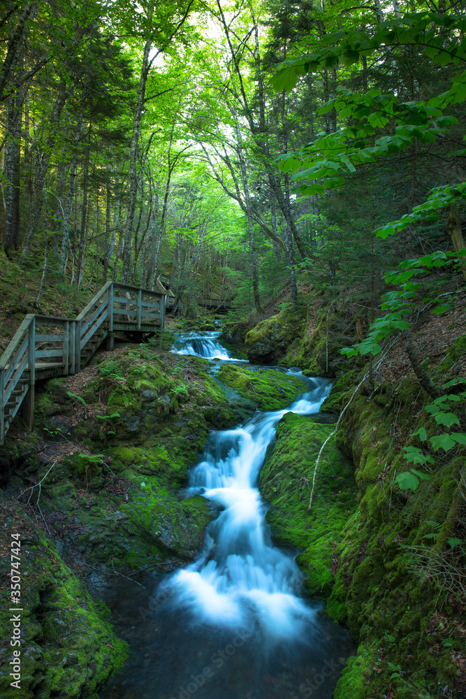 Φωτογραφία Brook side and wooden bridge with dense green natural forest trees in the middle of Fundy National Park
