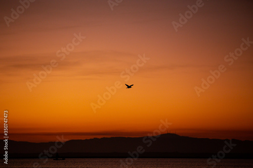 Bird and sunset