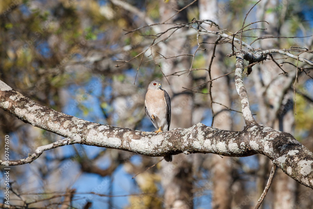 Shikra (also known as Little Banded Goshawk) camouflaged in its natural environment in Nagarhole Forest Reserve, Karnataka, India Shikra (also known as Little Banded Goshawk) camouflaged in its natural environment in Nagarhole Forest Reserve, Karnataka, India