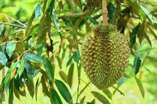 Bombacaceae. Durian. Durio zibethinus Murray. Fresh durian on the tree.
