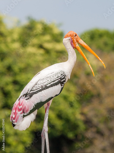 Painted Stork in its natural habitat on the banks of river Cauvery, Ranganathittu Bird Sanctuary, Srirangapatnam, Mysore.   photo