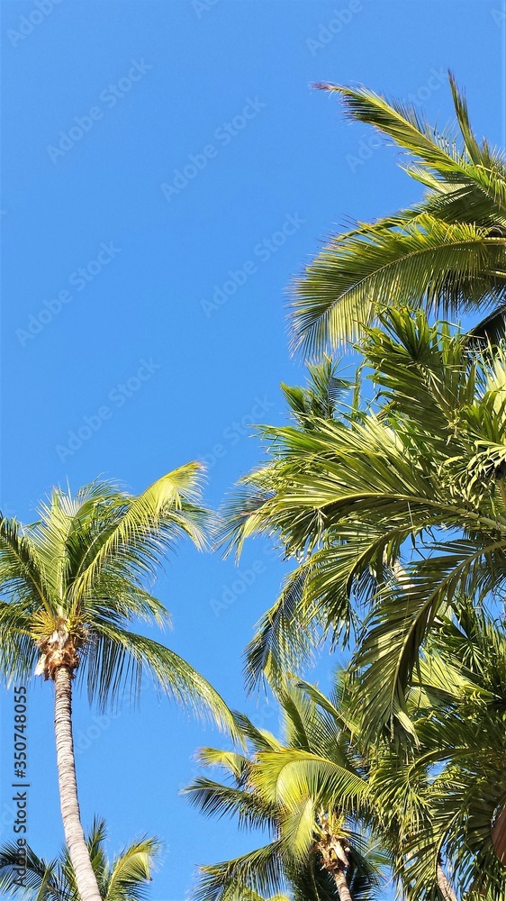 Fototapeta premium palm trees against blue sky