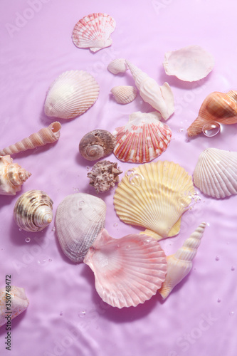 Group of shells and water on pastel background