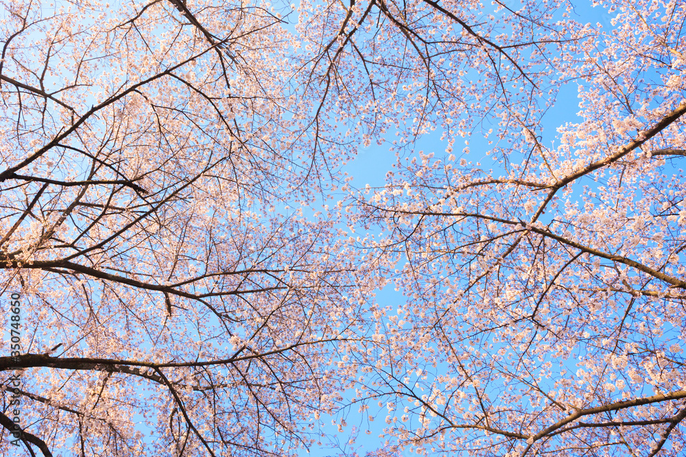 Cherry blossom with blue sky in Japan Cherry blossom with blue sky in Japan
