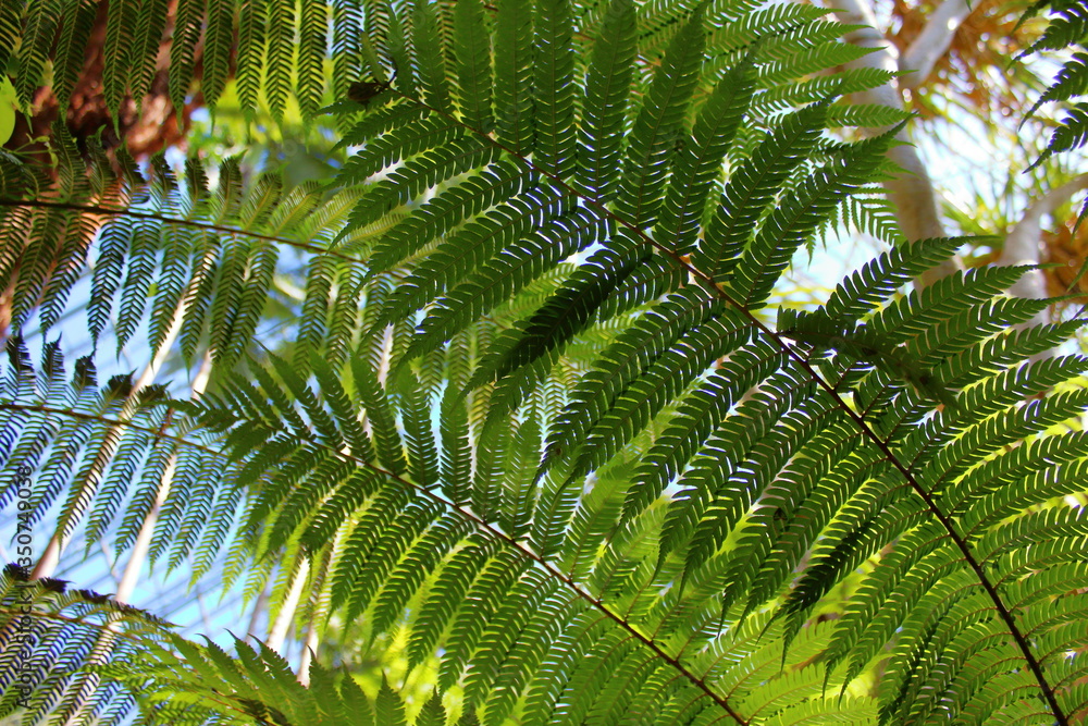Fototapeta premium Plants in Adelaide Botanic Garden