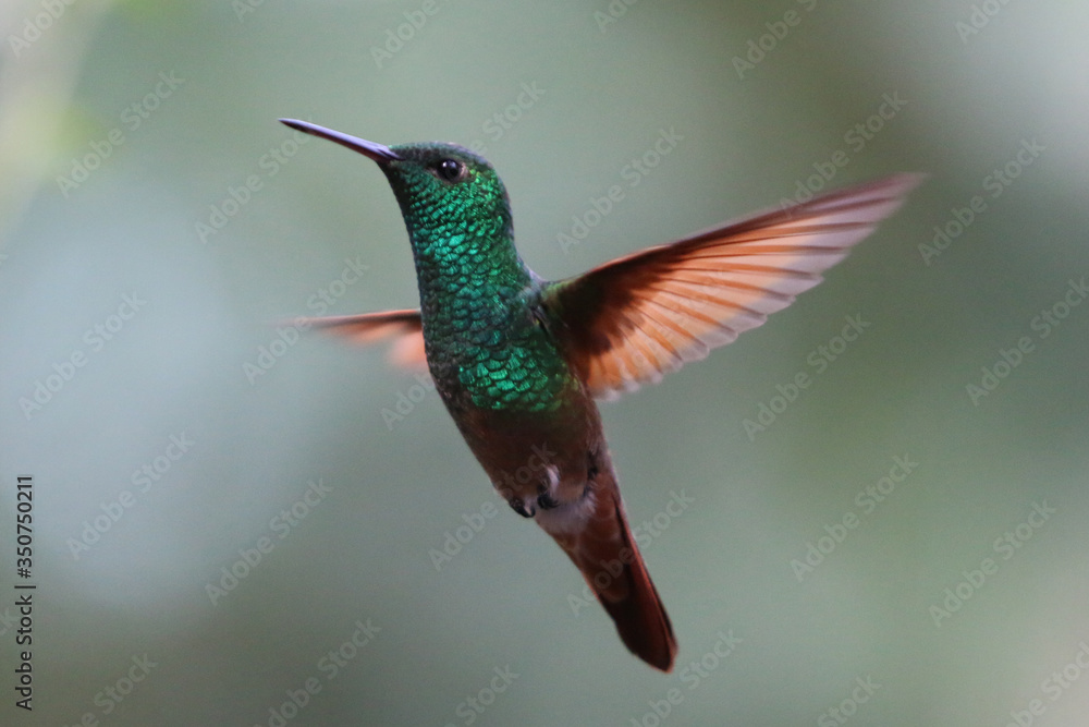 Fototapeta premium Colibri en Cuarentena