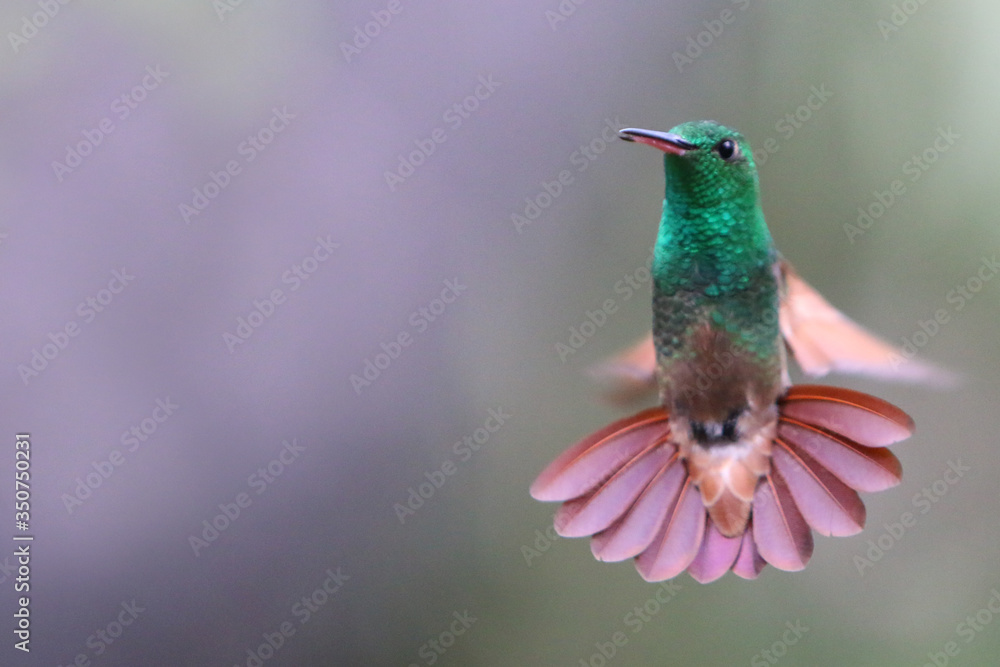 Fototapeta premium Colibri en Cuarentena