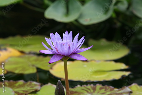 purple water lily