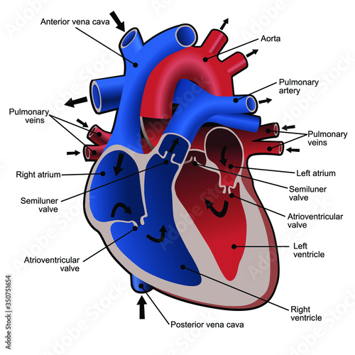 Circulation of blood through the heart. Cross sectional diagram of the heart with main parts labeled. Vector illustration.