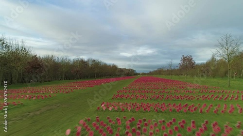 Thousands of individual poppies in rows leading to memorial at an arboretum photo