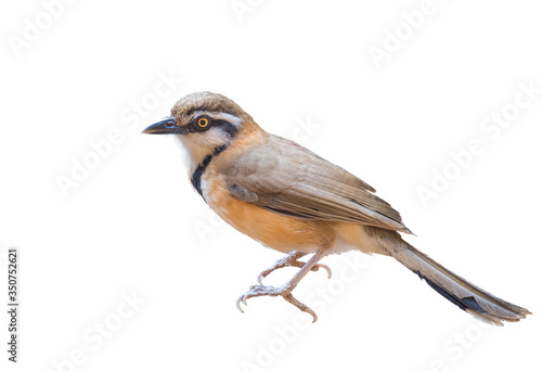 Greater Necklaced Laughingthrush on white background. © sunti