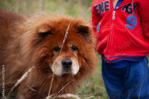 perro en el campo