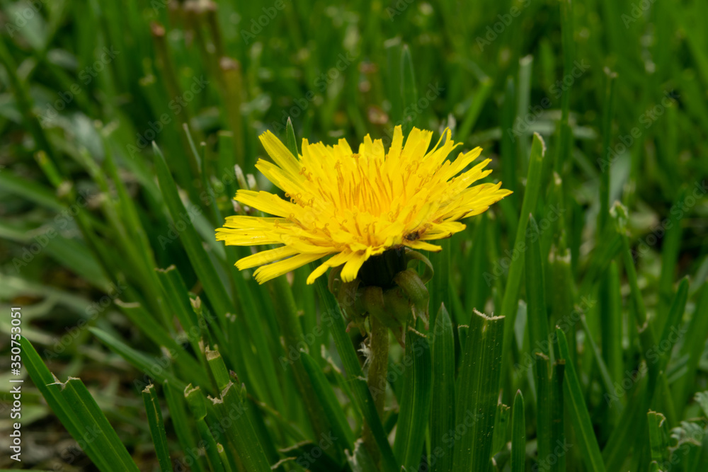 Yellow dandelions in the green grass. The first spring flowers. Close up. Yellow dandelions in the green grass. The first spring flowers. Close up.