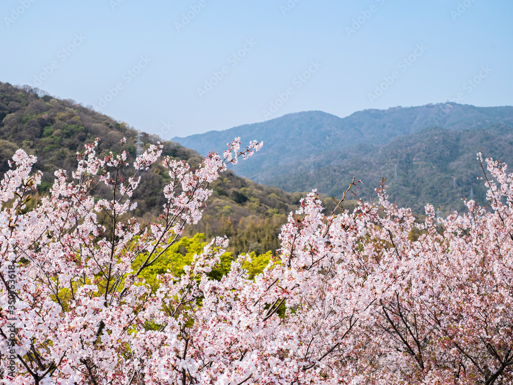 桜