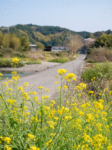 菜の花と沈降橋 photo