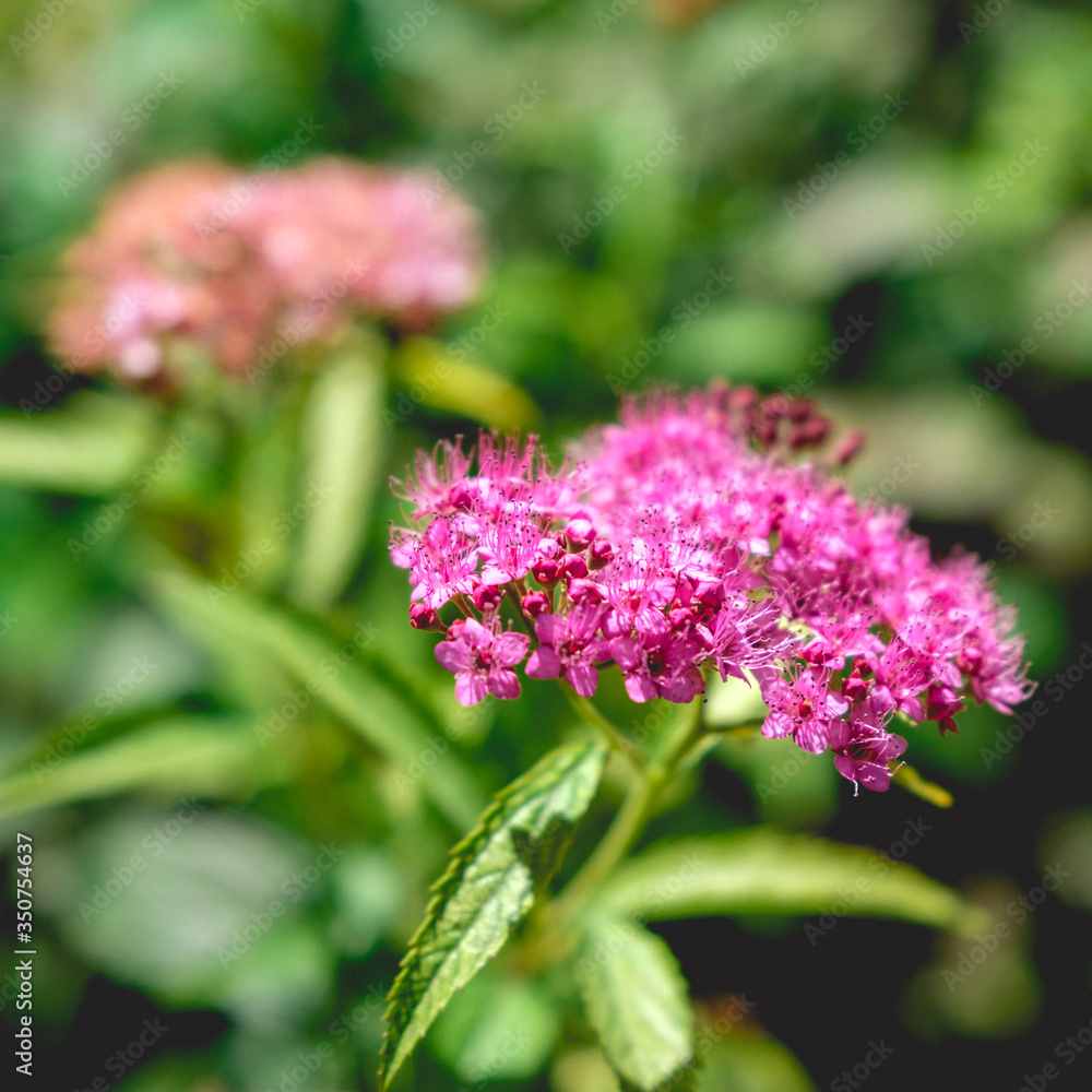 Milkweed pink flowers in a green garden Milkweed pink flowers in a green garden