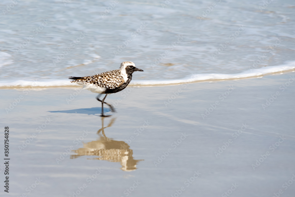 Black-bellied Plover Walking in the Beach Black-bellied Plover Walking in the Beach