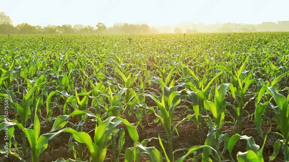 Seedlings in a cornfield in the early morning sun. Panorama of spring farmland Seedlings in a cornfield in the early morning sun. Panorama of spring farmland