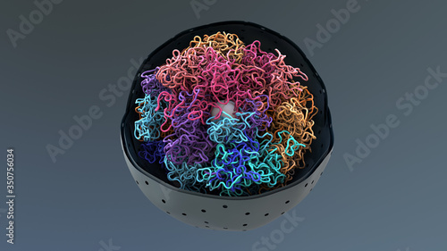 Chromosomes, DNA, cells package the DNA into the nucleus
 photo