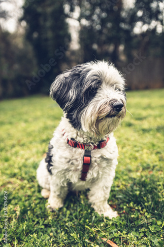 miniature schnauzer on the grass © jeanviales