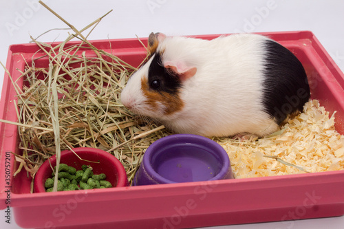 Cute guinea pig in your home with lots of food, water and hay, isolated on white background.