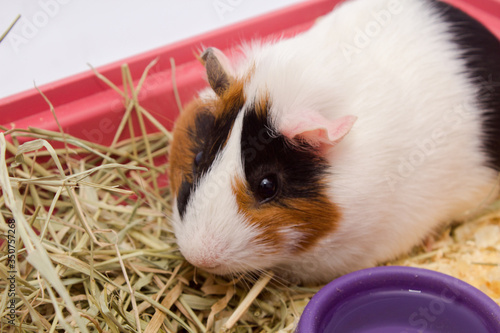 Cute guinea pig in your home with lots of food, water and hay, isolated on white background.
