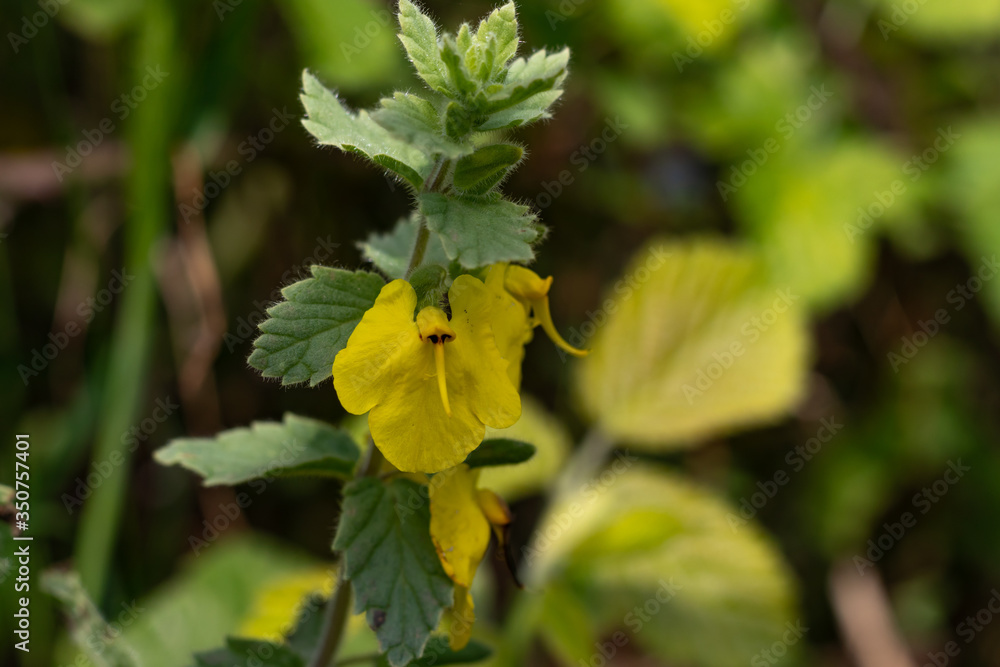 An elephant flower Rhynchocorys elephas. Yellow elephant flower with blurry background An elephant flower Rhynchocorys elephas. Yellow elephant flower with blurry background