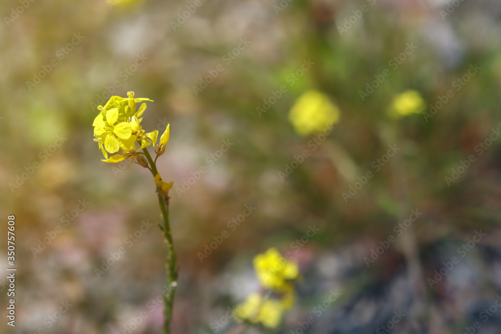 Wild mustard flowers with blurry background. Close up of rapeseed flowers