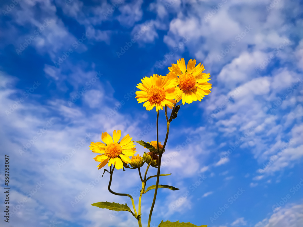 Fototapeta premium yellow flowers on blue sky background