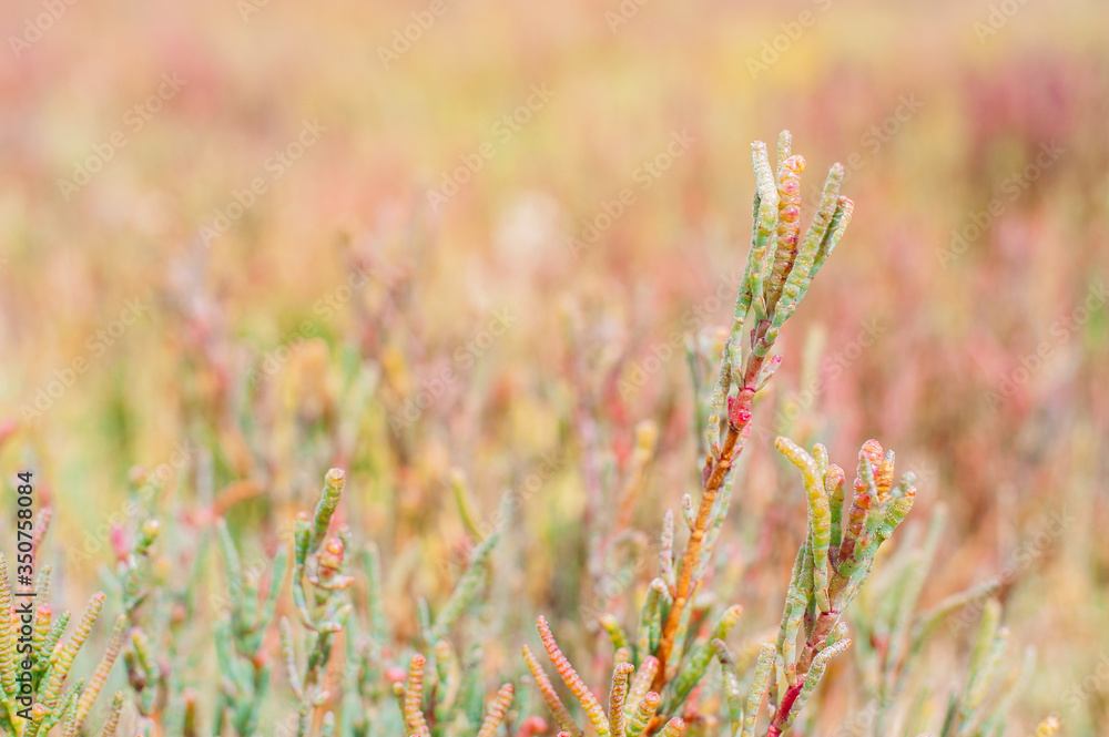Samphire plant close up Samphire plant close up